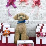 トイプードル　龍之介くん