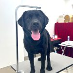 ラブラドルレトリバー　ビケくん