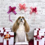 キャバリア　クレアちゃん