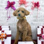 トイプードル　アンディーくん