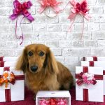 ミニュチュアダックス　チョコくん