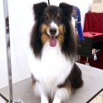 シェルテイー　和三盆ちゃん