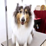 ラフコリー　金平糖ちゃん