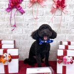 トイプードル　とわくん