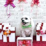 マルチーズ　ぺこくん