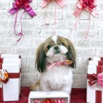 シーズー　スフレちゃん