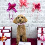 トイプードル　ももちゃん