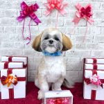 シーズー＆マルチーズ　コアくん