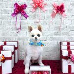 ポメラニアン　こまめくん