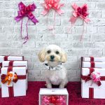 初めてご来店　マルプー　おにまるくん　PV動画あり