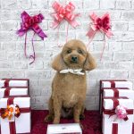 トイプードル　チョビくん　炭酸入浴