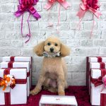 トイプードル　カプくん