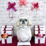 シーズーｘペキニーズ　　テヤンくん　泥パック