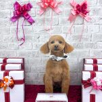 トイプードル　愛来（あいく）くん