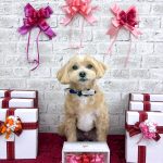 マルプー　むぎくん