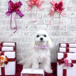 マルチーズ　ひなちゃん