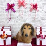 ダックスフンド　サスケくん