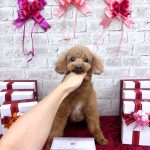 トイプードル　ロピくん