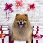 ポメラニアン　コロンちゃん