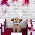 トイプードル　のあくん