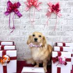 チワックス　みくちゃん　シルクパック