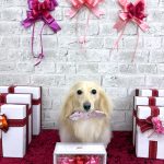 カニンヘンダックス　くうちゃん　シルクパック