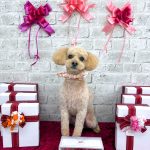 トイプードル　モコちゃん