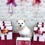 ポメｘプードル　はなちゃん　泥パック