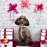 シュナプー　茶々ちゃん