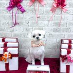 マルチーズ　おもちちゃん