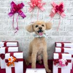 トイプードル　ロコくん