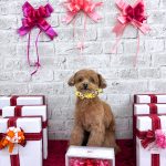 トイプードル　絆愛音(りあん)ちゃん　炭酸泉入浴