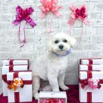 マルプー　コムギくん