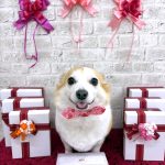 コーギーｘチワワ　もねちゃん　シルクパック