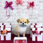 チワワ　まおくん　シルクパック