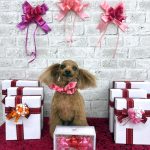 トイプードル　モカちゃん