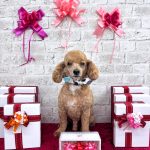 トイプードル　クースケくん