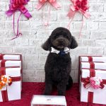 ミニチュアプードル　　アルくん