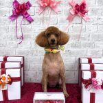 トイプードル　むぎちゃん