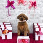 トイプードル　めいちゃん