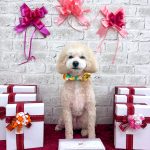 トイプードル　バニラくん