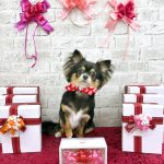 初めてご来店　チワワ　ViViちゃん　PV動画あり