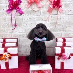 トイプードル　カントくん