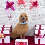 トイプードル　ラッキーくん（アルパカカット）