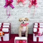 ポメプー　ニーナちゃん