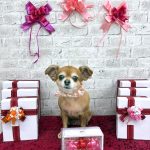 チワプー　うたちゃん