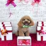 トイプードル　ぽんたくん　シルクパック