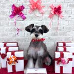 ミニュチュアシュナウザー　ベルちゃん