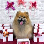 ポメラニアン　コロンちゃん