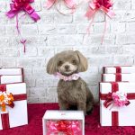 チワプー　Pullus（プルルス）ちゃん